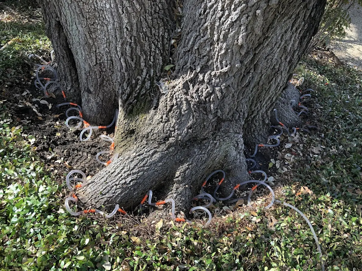 Detailed Tree Cabling and Bracing job site in Thendara