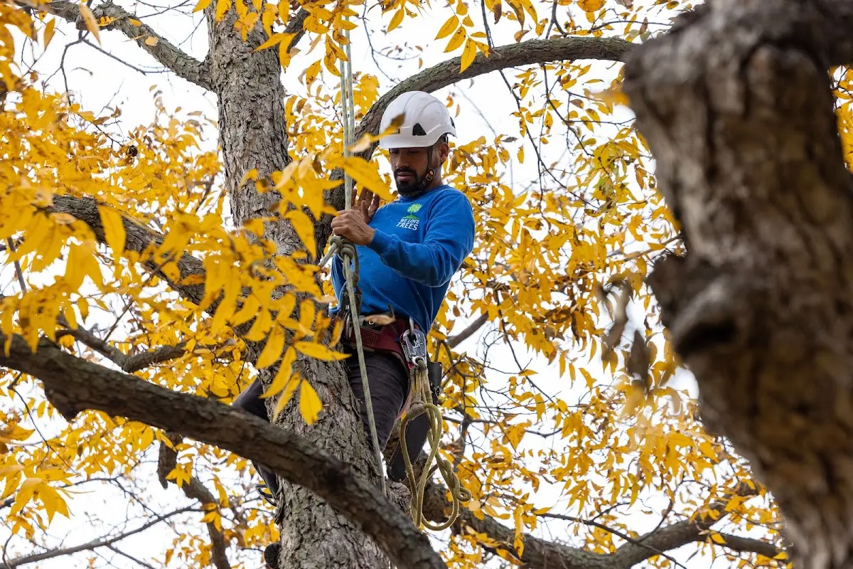 Skilled Tree Planing crew working in Thendara